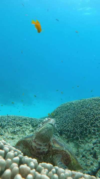 ? Sea Turtle Dozing Off?