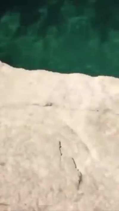 Doggy High Dive