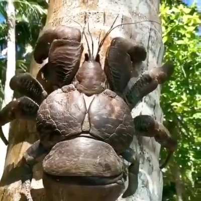 ? The coconut crab is the world's largest land crab