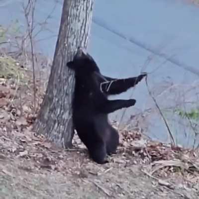 ? Dancing bear..