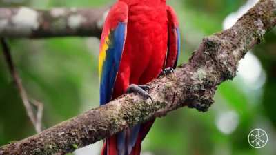? Colorful Fauna Of Costa Rica ?