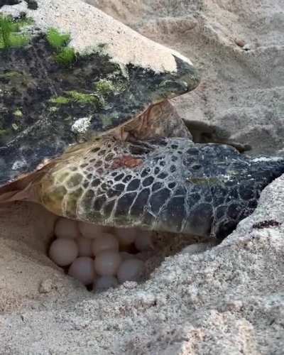 Female ? laying her eggs at the beach. Between 80-150 eggs