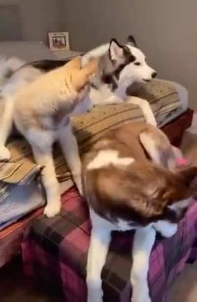 get a husky they said