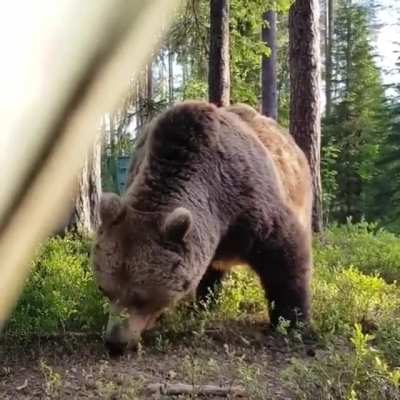 ? What a thing to see outside your tent ?