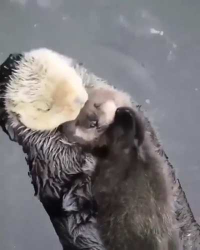 ? Two otters swimming in each other's hugs