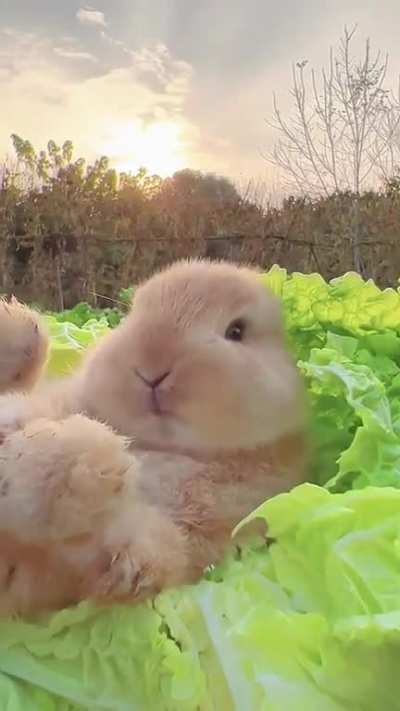 Just having a nibbles