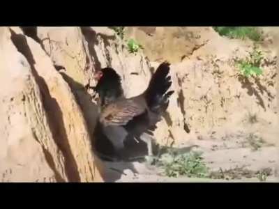 Brave Chicken defends chicks from Hawk attack