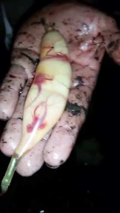 ? A Mermaid's Purse - Baby Sharks Swimming in a Pod ?