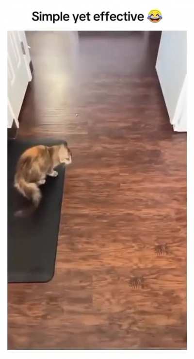 To eat other cat’s food ? ?