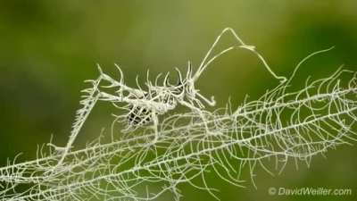 ? The crazy camouflage of a Lichen Katydid