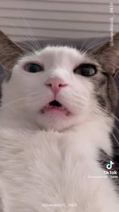 Kitty toofers