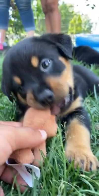 Reddit, meet my new teeny tiny potato - Aspen ?