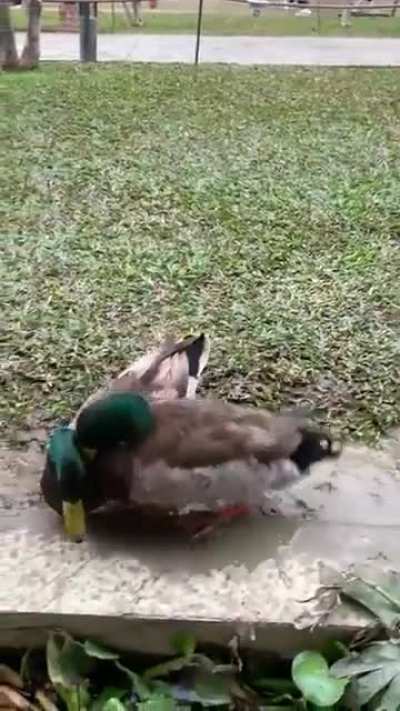 Two male fight for female