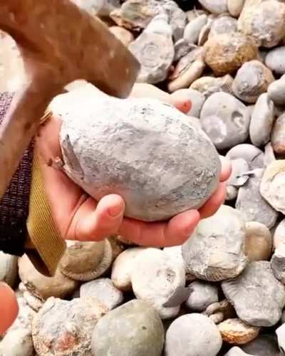 ? Finding a fossil in a rock of ammonite