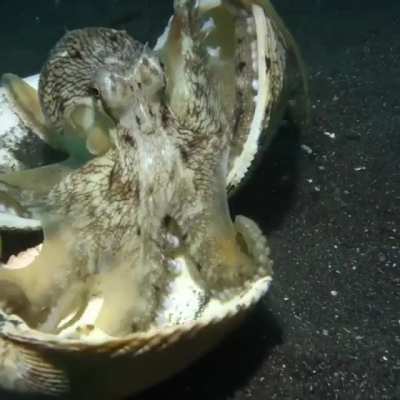 ? An octopus using shells as shields as a diver approaches