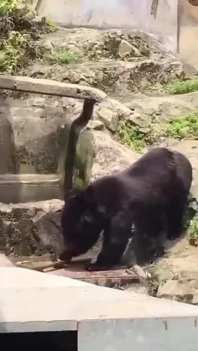 ? Bear trains to be a ninja ?