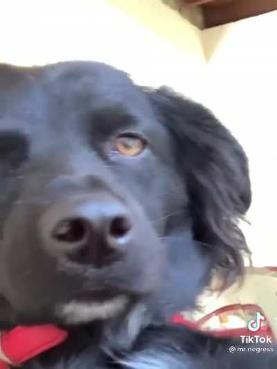 The dog makes for a great actor I’ll give him that