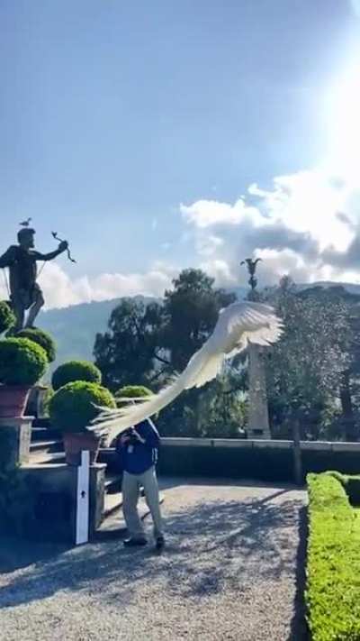 ?White peacock jumping off a building