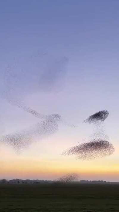 ? Murmuration of Starlings, Dantumadiel Friesland, Netherlands