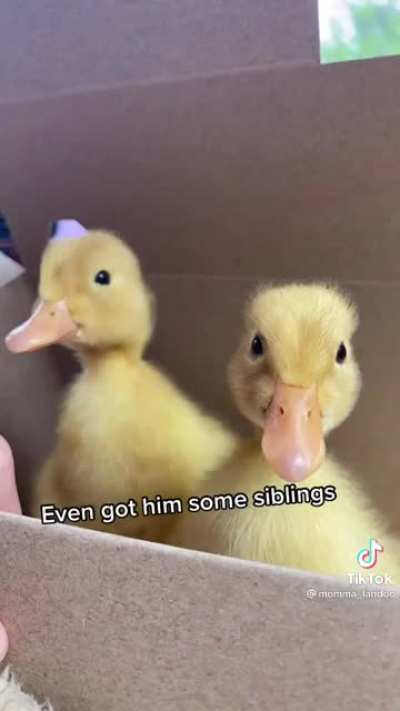 Baby goose is saved