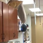 This cat acts like he does this everyday