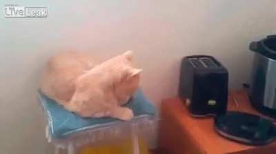 That cat is toast