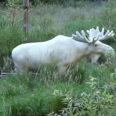 ?Extremely Rare White Moose..