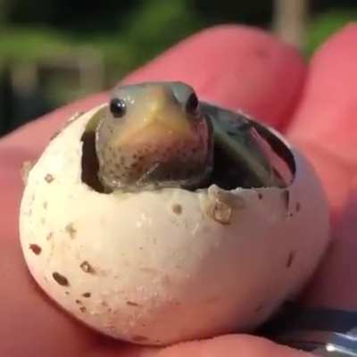 ? The temperature determines the sex of the turtle: warmer nests produce female offspring and colder nests produce males.
