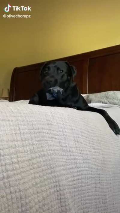Chomping is a way of life