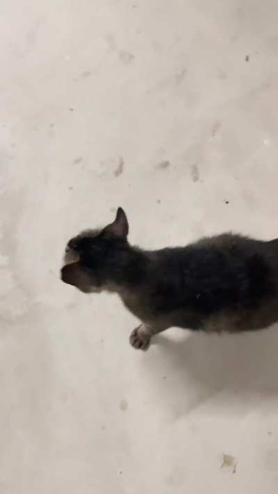 Chattiest cat I’ve ever came across