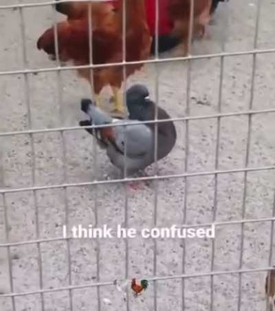 Found on someone’s snap story, pigeon is in chicken cage acting like chicken