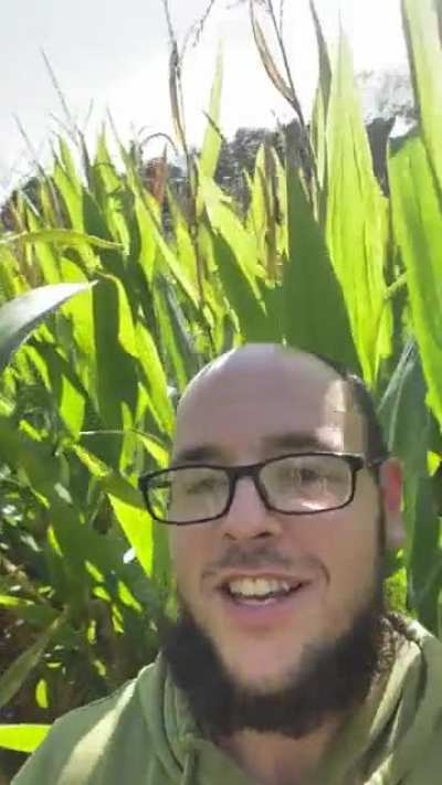 [OC] Ever been lost in a cornfield ?