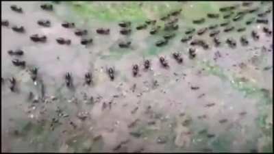 ? The Truce between the Ants and the Termites. Guards standing in formation to protect their colony