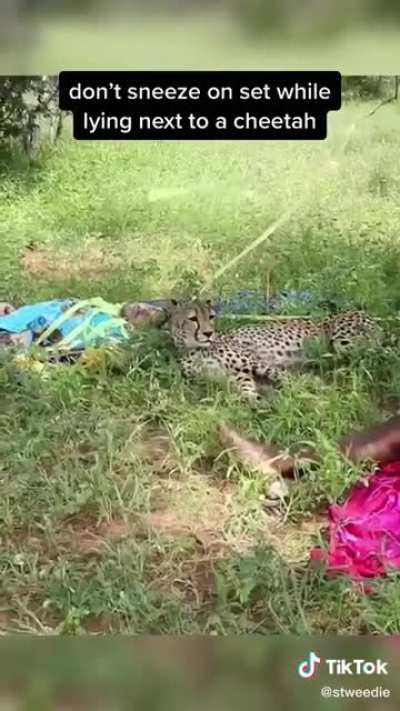 Big cat scare