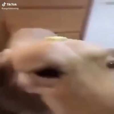 Butter Dog ??