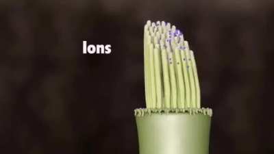 How the ear works