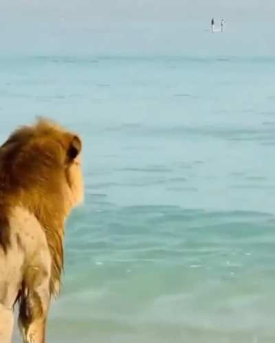 ? Lions at the sea