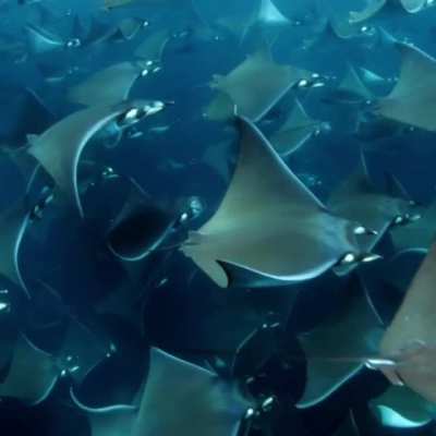 ? Mobula Ray migration in the Sea of Cortez
