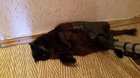 A very lazy cat gets vacumed.