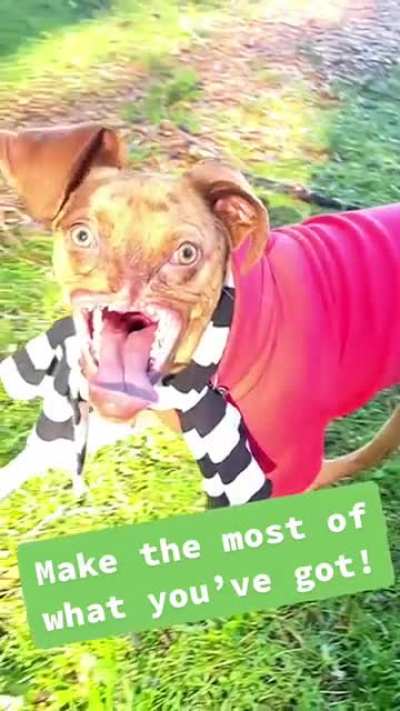Dog with no nose. How does he smell? Terrible ?