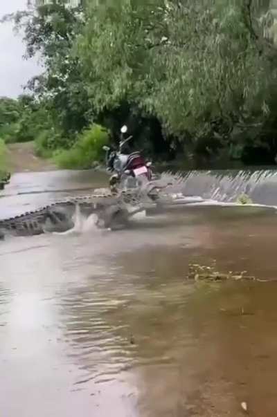 ?giant saltwater croc moving upstream