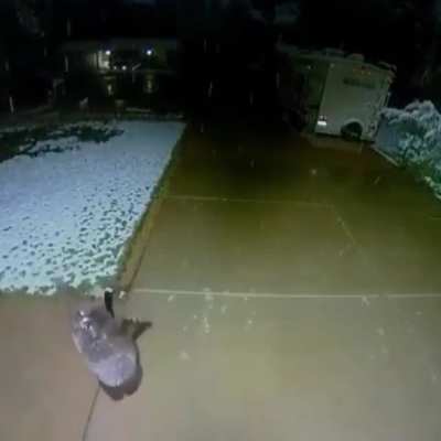 ? Baby bear catching snowflakes