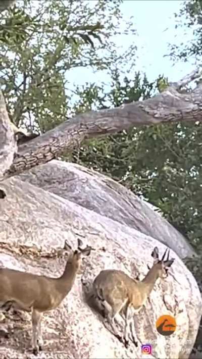 ? Klipspringers keep calm while using cliff to evade Wild Dogs.