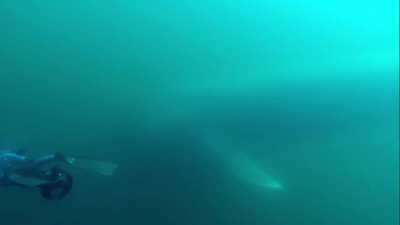 ?planet Earth's largest animal ?
