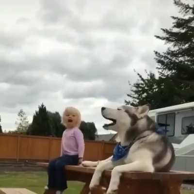 Funny dog ?
