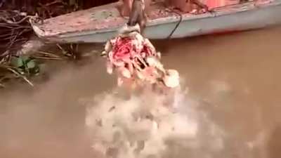 ? Meat on skull eaten by Piranhas