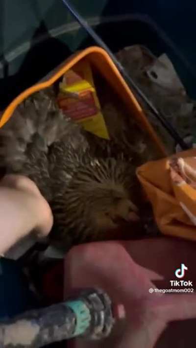 Those aren't going to hatch!