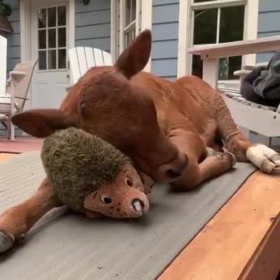 Lewis and his hedgehog toy