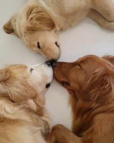 Collective sleep ???