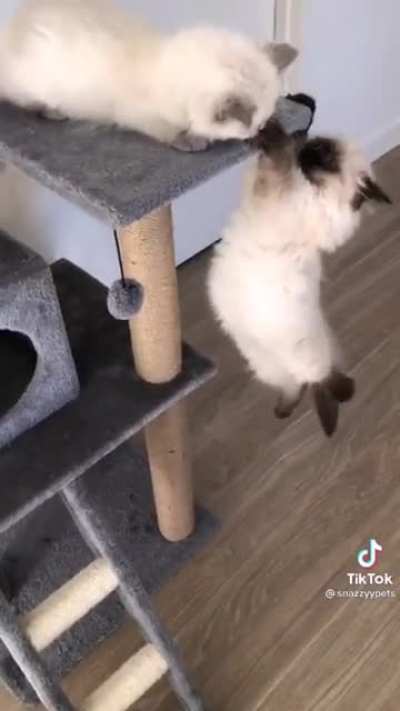 Lion king at home